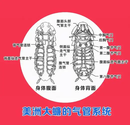 气管式呼吸——呼吸系统