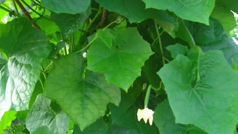 丝瓜叶的功效与作用,禁忌和食用方法-中医百科