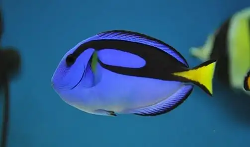 蓝吊一条12cm左右,3年以上老鱼,很肥.150 已出 封贴