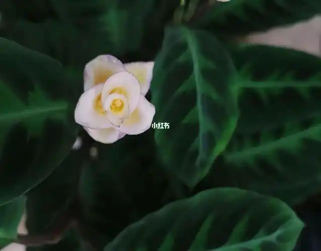 刚买的,还带着小花#紫背天鹅绒竹芋