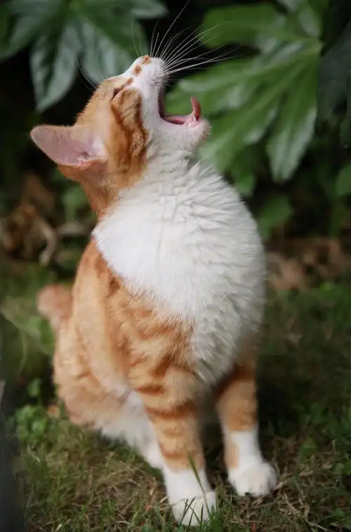 仰天大笑 - 摩羯座的狮子264 - 图虫