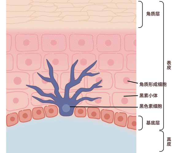 对我们肤色有影响的黑色素细胞主要存在于我们皮肤表皮层的基底层