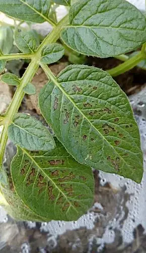 作物问诊_农作物在线诊断_大丰收作物问诊-中国领先的