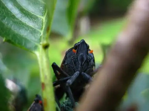 香椿树斑衣蜡蝉的虫害防治方法