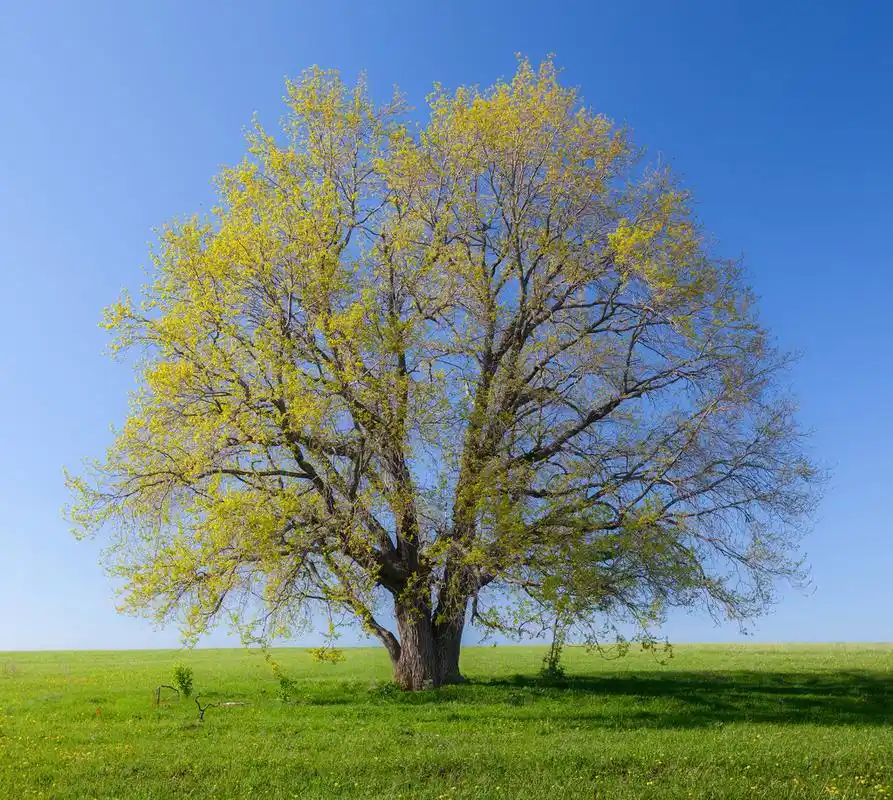 春天,春天树在绿色的草地在阳光灿烂的日子