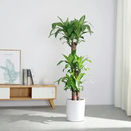 巴西木大盆栽大额优惠券