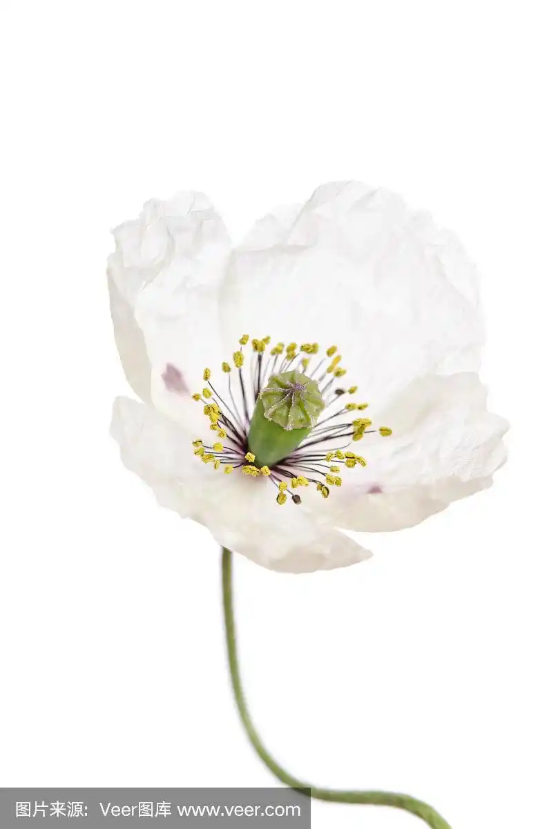 单独的白色罂粟花孤立在白色背景上.