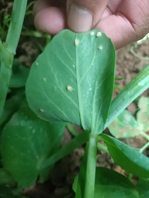 豌豆黄锈病,请问老师怎么治疗有效.