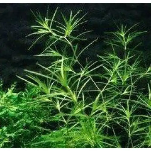 以上印度草虾缸草竹节草小新手水草20支阴性水草