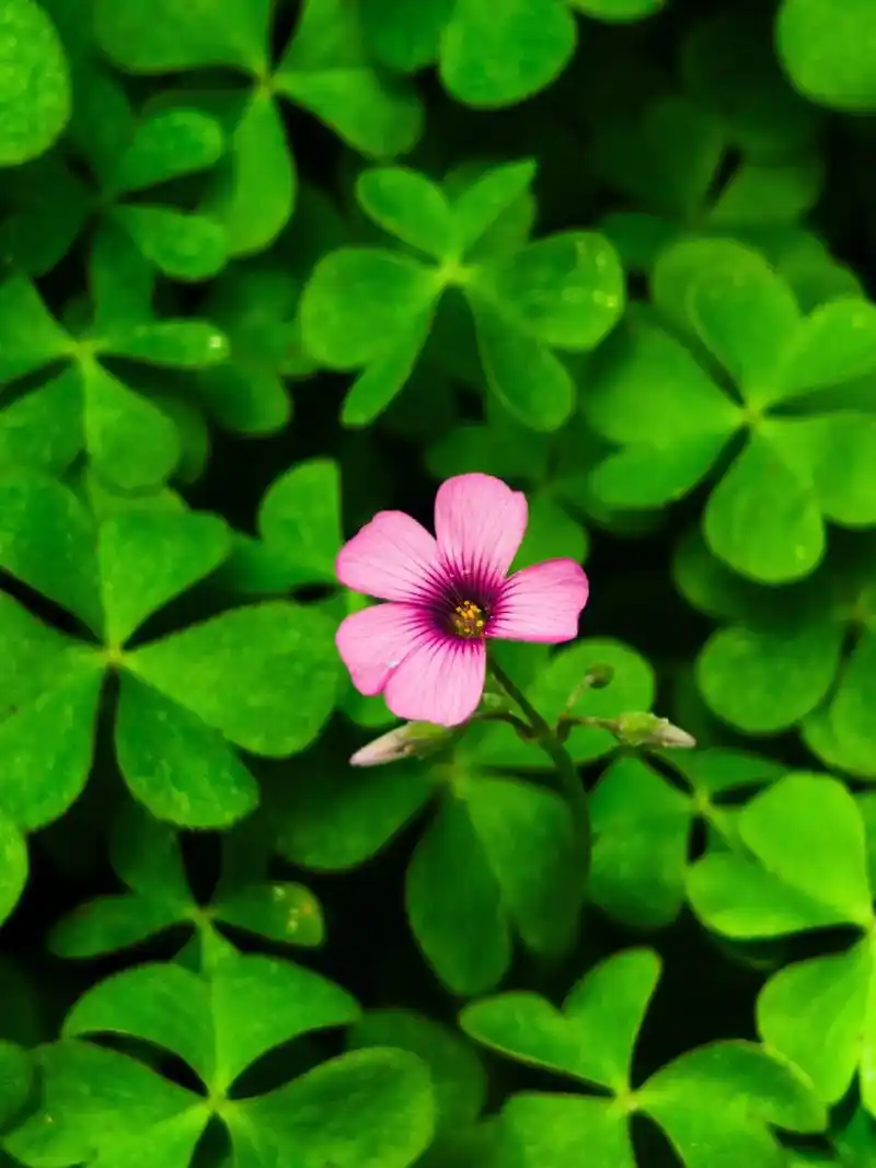 路边草丛的小野花随拍