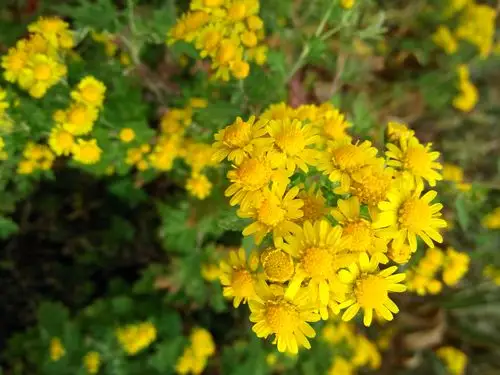 洛阳白云山纯手工野菊花花茶