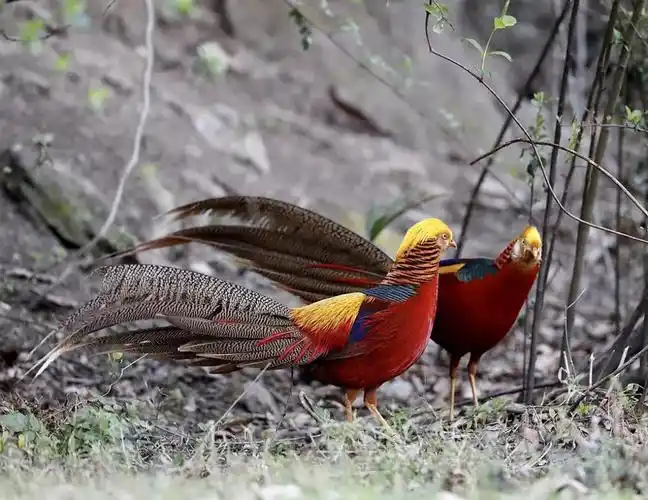 有兽类20多种,鸟类30余种洋县境内野生动物种类繁多如今更是"朱鹮之乡