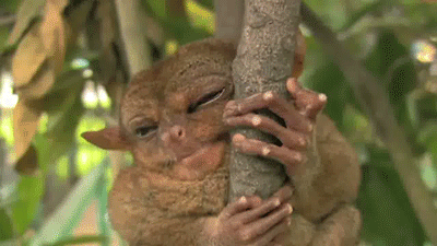 动物搞笑猴子呆萌gif动图_动态图_表情包下载_soogif