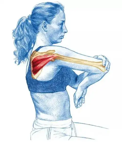 一个"点"教你搞定|冈下肌|小圆肌|肩胛骨|肩膀|-健康界