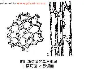 石细胞(stone cells)
