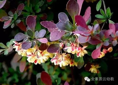 11匙形,如汤匙,先端圆形,向基部减狭