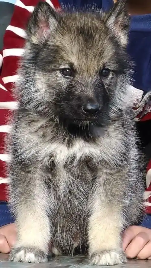 混血狼幼崽幼犬