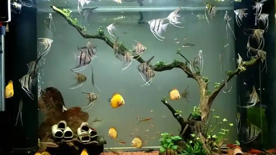 一缸养了3个月的秘鲁燕鱼(小鱼开始养的)