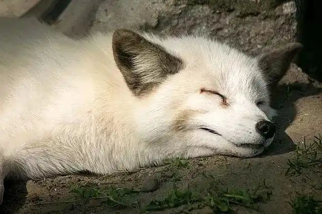 "冬眠"是个啥东西,为什么人类没有?_动物