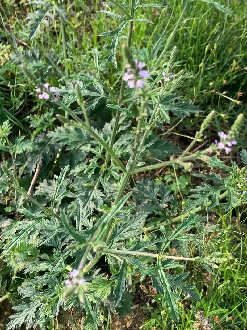 识百草 #野生草药 铁马鞭—马鞭草科马鞭草属多年生直立草本治镲