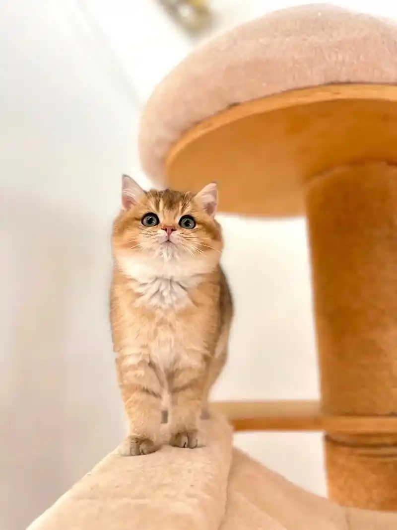 金渐层2022年9月6日出生  弟弟色号25已 - 抖音