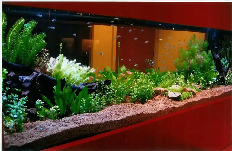 水草及热带鱼 (淡水观赏鱼缸)