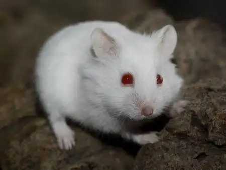 红色眼睛白色毛头顶还有一点棕的仓鼠是什么