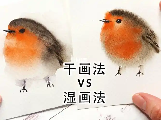 春天是画知更鸟的时候啦你们喜欢干画法还是湿画法?