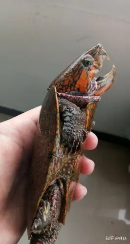 存在于我国的珍惜物种鹰嘴龟