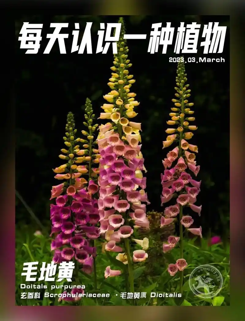 94毛地黄花朵上的斑点被称为"蜜导",传粉 - 抖音