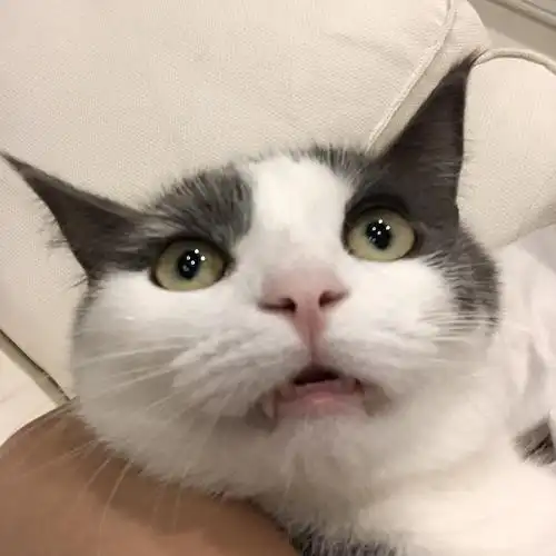 品品我们家的表情包猫猫