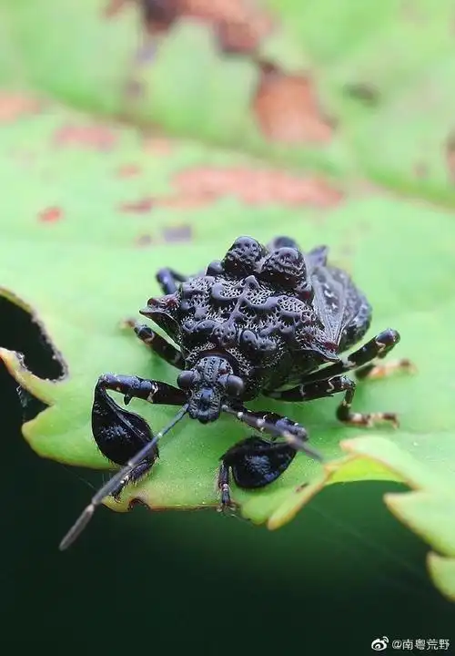 来自无损世界 - 微博