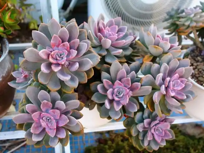 关于多肉冬美人养成老桩要多久的问题