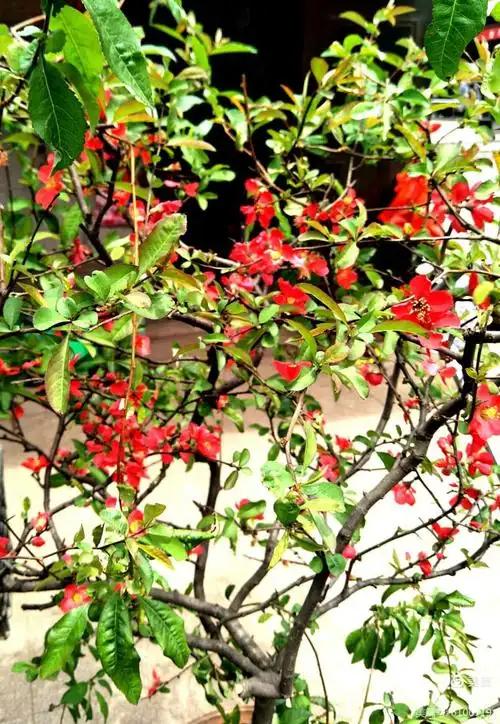 写美篇街角的花摊上 那一盆梅花 在春天里开过 现在夏天来了 依然倔强