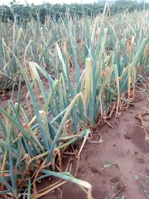 大葱什么病,葱叶里面有青虫.