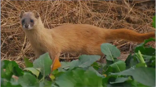 黄鼠狼:谁敢招惹本大仙?