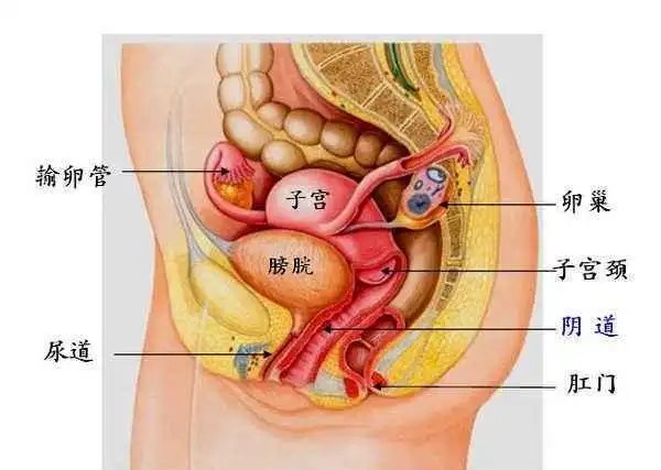 妇科医生告诉您实情|子宫肌瘤|盆腔|内膜|脱垂_网易订阅