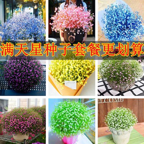 满天星种子花种子四季开花易种活盆栽室内室外花卉植物种子花卉籽