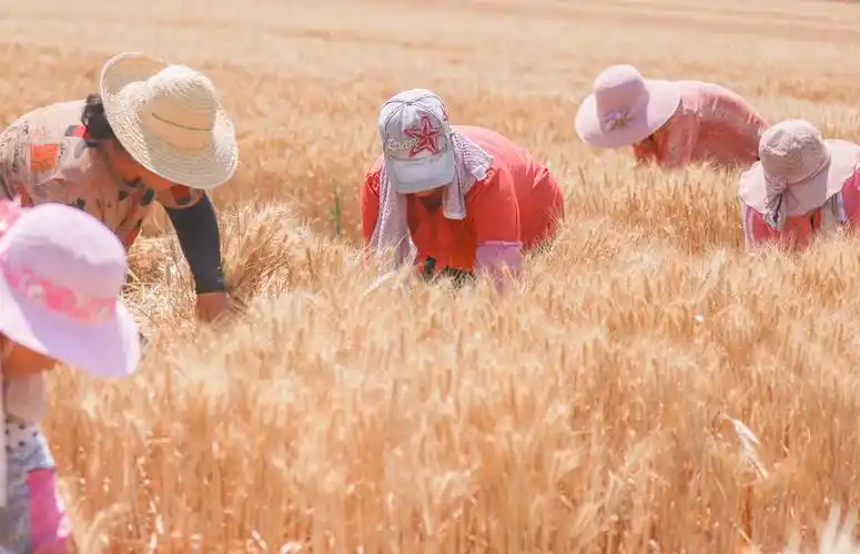 山西瑞恒农业三千多亩良种小麦喜获大丰收