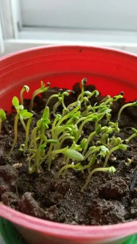 火龙果终于发芽啦