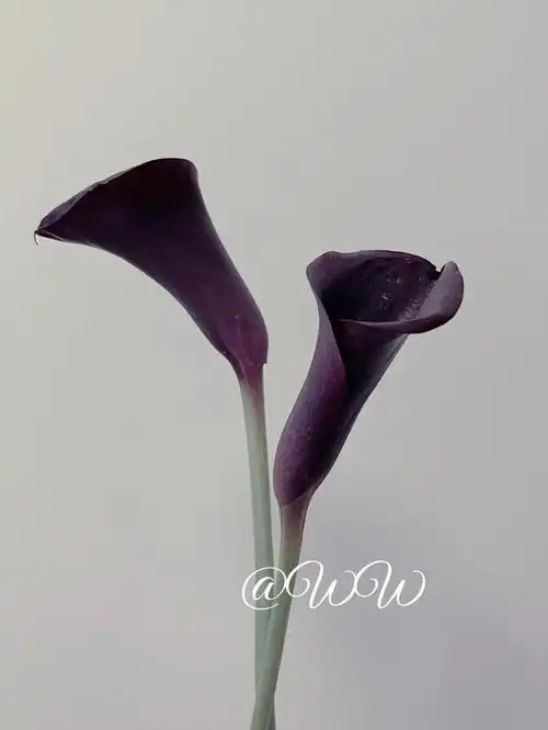 海芋 马蹄莲 黑紫色