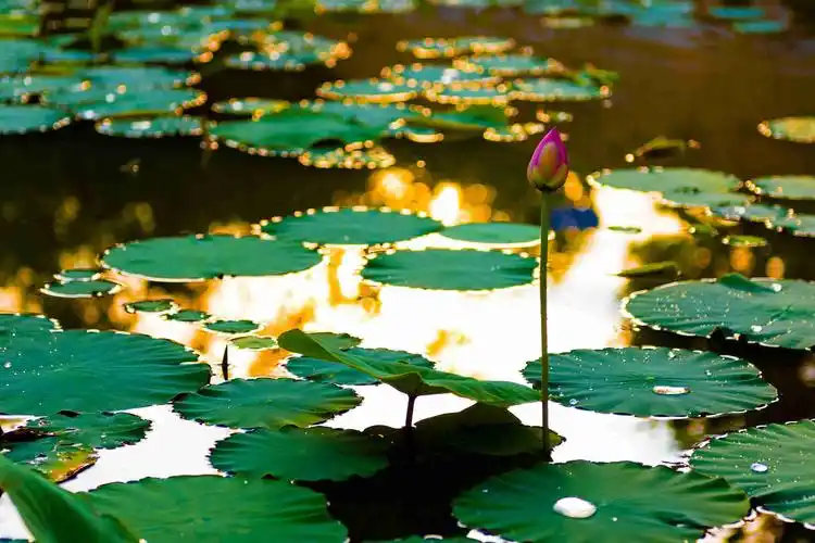 2017年荷花摄影大赛优秀作品赏析三