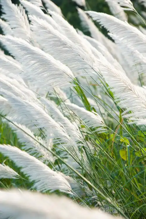 花草而风吹与阳光在晚上