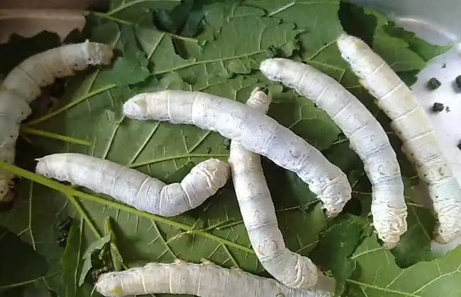 食,也可细分为桑蚕,柞蚕,蓖麻蚕,天蚕,琥珀蚕,樟蚕,栗蚕,樗蚕,乌桕蚕