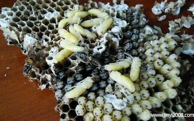 蜂蛹虫的作用与功效