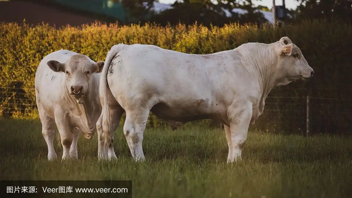 charolais牛品种.肌肉发达的白公牛.