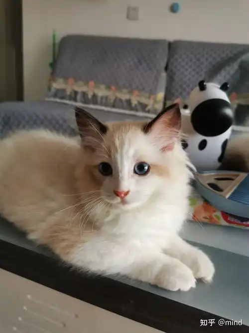 布偶猫仙女猫 - 知乎