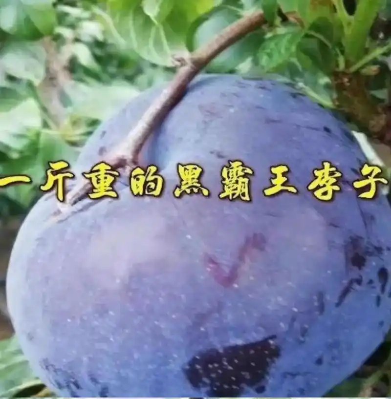 一斤重的黑霸王李子新源苗木单果达1斤重实拍图片盗图必究