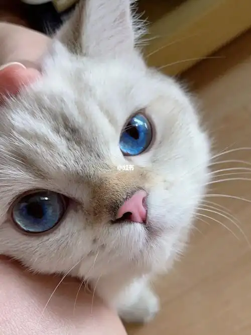 蓝宝石一般的眼睛