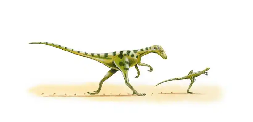 影子,高光,几何,计算机图形,合成,图画,注视,画,观察,看,两只,恐龙